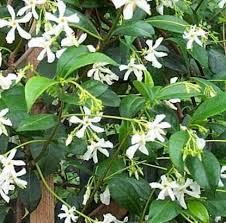 We did not find results for: Confederate Jasmine Trachelospermum Jasminoides Naples Florida