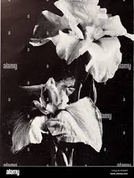 Cooley's Gardens : Silverton Oregon 1936. Nurseries (Horticulture)  Catalogs; Irises (Plants) Catalogs. SPECIAL JAP IRIS COLLECTION Your choice  of any five for $qoo Asagire Eleanor Parry Genjiyama Hotari J. A. Hayden