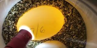 This phenomenon is caused by gas producing bacteria, often pseudomonas spp., inside the egg. Tortoise Complications Tortstork