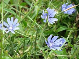 Check spelling or type a new query. A Widespread Blue Wildflower For Ohio S Summer Seasons Flow