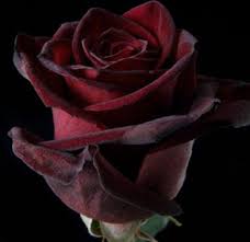 The bacarra rose conveys a sense of magic due to its deep blackberry color. The Black Baccara Rose Such Beauty I Ve Wanted To Grow These Since I First Saw Them A Few Years Back But I Don T Know Black Baccara Roses Red Roses Flowers