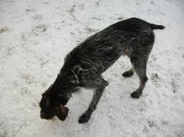 Image result for český fousek stavba těla