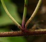 Image result for Ipomoea intrapilosa