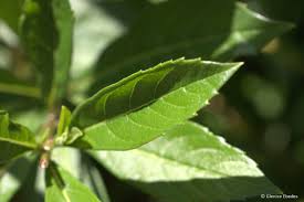 Image result for Rotheca aurantiaca