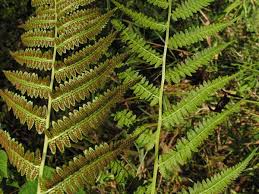 Image result for Athyrium annae