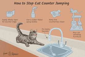 Cats also aren't fans of. How To Keep Your Cat Off The Kitchen Counters