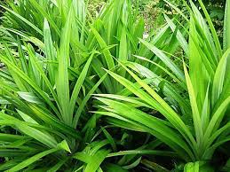 From baby plant that generated from mother plant, or pandan is a flavoring & spice in cuisine. Pandan Leavesdried Pandan Leaves Fragrant Pandan Pandom Etsy Pandan Leaves Pandan Leaf Herbs