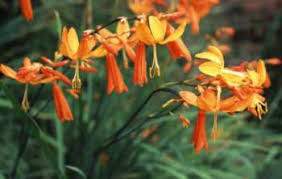 Image result for Crocosmia aurea