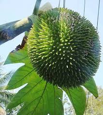Image result for Artocarpus