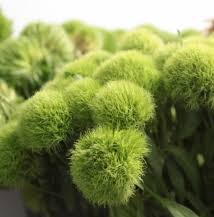 Maybe you would like to learn more about one of these? Tfs Roanoke Southwest Virginia S Wholesale Floral Supplier