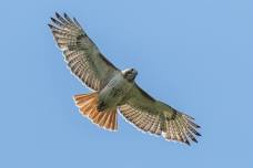 Boston Photography Workshops: Bird Photography