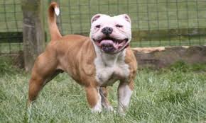 Meaning seductive this is a good selection for a female bulldog that has quickly wrapped you around her paws! 100 Most Popular Female Bulldog Names Cute Animal Names
