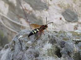 Females are less colorful, being mostly just green. Dog Day Cicadas And The Wasps That Do Them In New York State Ipm Program