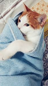 Sapsal Kedi 2020 Kedi Tarcin