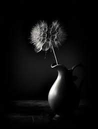 Black And White Still Life Photography I Adore This Simpleartisticphotography Black And White Painting Black And White Photographs Still Life Art