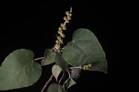 Image result for Croton polytrichus