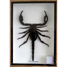 They have eight legs, and are easily recognized by a pair of grasping pincers and a narrow, segmented tail. Palamnaersus Scorpion Naturalise Insectescomestibles Fr