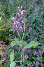 Image result for Desmodium intortum