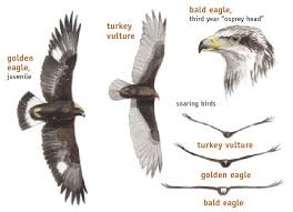 How To Identify Bald Eagles Young And Old Bird Watchers