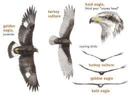 how to identify bald eagles young and old bird watchers