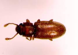 The foreign grain beetle (ahasverus advena) is a species of beetle in the family silvanidae. Foreign Grain Beetle Umn Extension