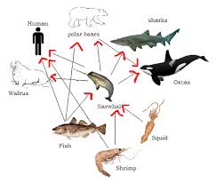 food chain predators narwhal kingdom