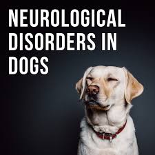 How to tell if your dog has vision problems. Warning Signs Of Neurological Disorders In Canines Pethelpful