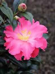 This Coral Delight Camellia Is Really Exceptional In Spring With Its Vibrant Ruffled Coral Blossoms Beautiful Pink Flowers Fragrant Flowers Beautiful Flowers