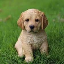 Teacup Labrador Puppy Statue Retriever Puppy Golden Retriever Puppy Puppies