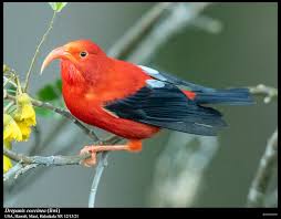 Image result for Disperis sp. nov. aff. macowanii