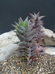 Image result for Euphorbia rubriflora