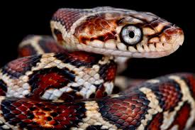 Image result for Pseudechinolaena