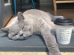 Latest licensed geelong cats afl merchandise. Geelong Local News Geelong Vic Herald Sun