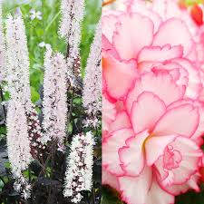 Double, ruffled, picotee, roseform, and hanging basket. 5 Companion Planting Ideas For Begonias Shady Mixes Unique Blooms