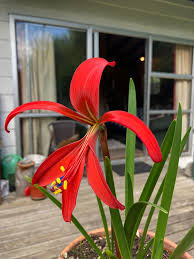 Image result for Sprekelia