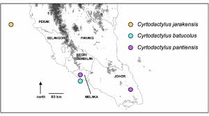 Located 15km off the east coast of johor, pulau besar is surrounded by many other scattered islands. Distribution Of Cyrtodactylus Jarakensis On Pulau Jarak Perak C Download Scientific Diagram