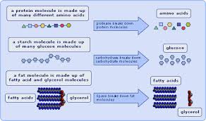 the digestive system pass my exams easy exam revision