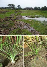 Image result for Isoetes welwitschii