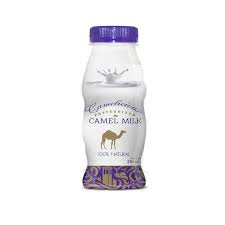 Is camel milk better than cow milk? Dairy Camel Milk Kibsons Com