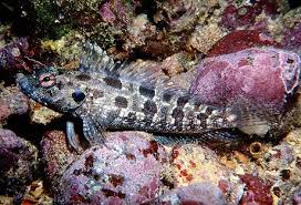 Image result for Cincinnobotrys