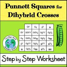 Try to remember, you always have to care for your child with amazing care, compassion and affection to be able to help him learn. Dihybrid Crosses Worksheets Teaching Resources Tpt