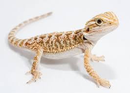 Bearded dragons are not picky eaters, due to food being so scarce in their natural habitats. Bearded Dragon Petco