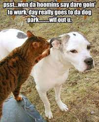It S True Cats Are Furry Little Mcbastards 18 Pics Funny Dog Pictures Funny Cats And Dogs Funny Dogs