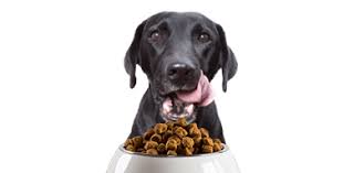 Save 10% with curbside pickup! Pet Food Shop Dog Cat Other Pet Foods Petco