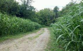 Northwoods Whitetails Whitetail Habitat Solutions