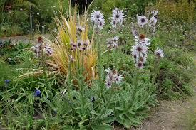 Image result for Berkheya