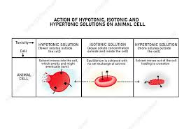 Image result for Red Blood Cell