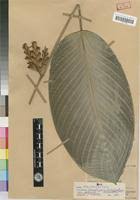 Image result for Sarcophrynium brachystachyum