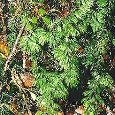 Image result for Hymenophyllum tunbridgense