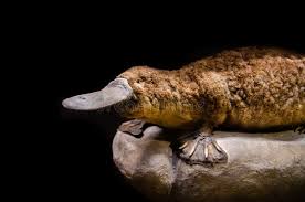 Image result for Platterpus